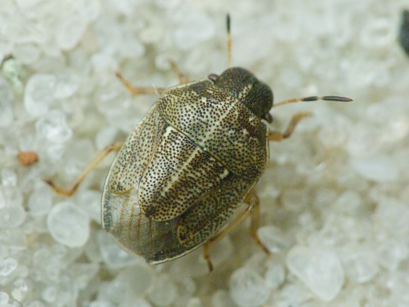 Neottiglossa pusilla (Gmelin, 1790)
